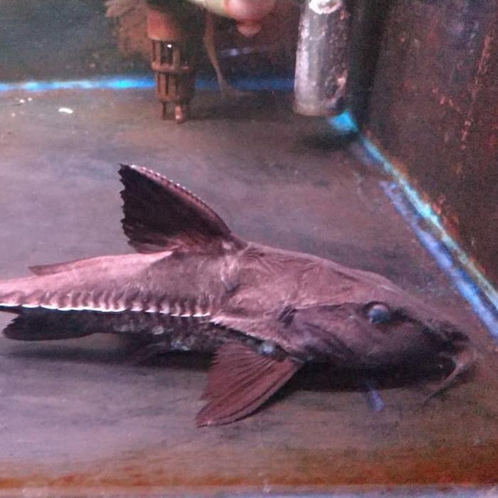 Hiasan Aquarium Oxydoras Niger/Ripsaw Catfish