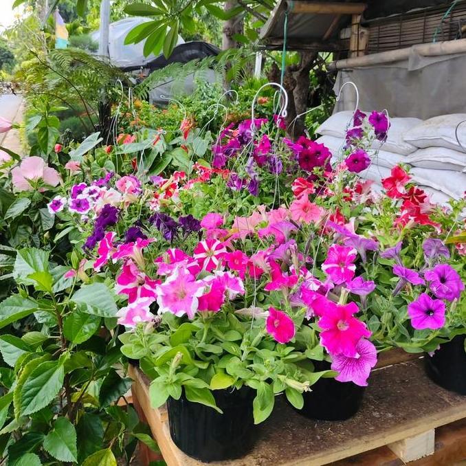 tanaman hias petunia, bunga petunia