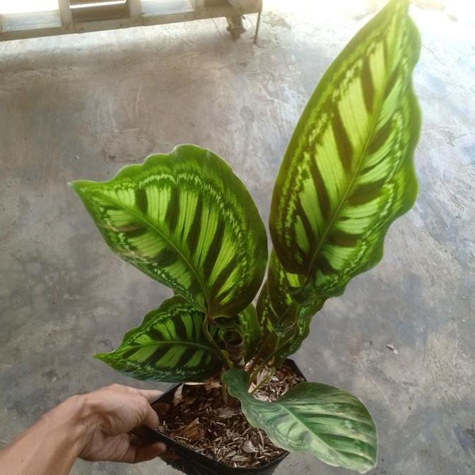 Tanaman hias Calathea flamestar