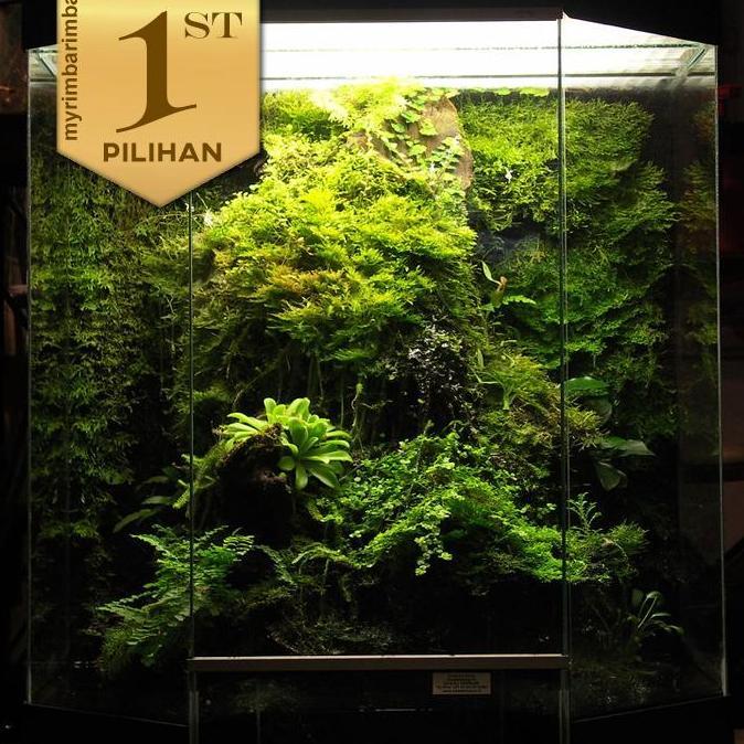 Moss Gorontalo Bahanan Tanaman Air Hiasan Tank Paludarium Aquascape
