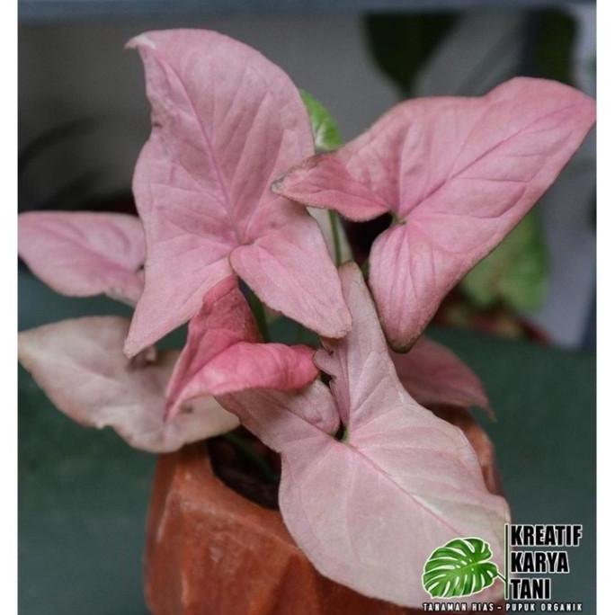 Giardino- Paket 3 Syngonium Pink - Syngonium Varigata - Syngonium Pink Splash