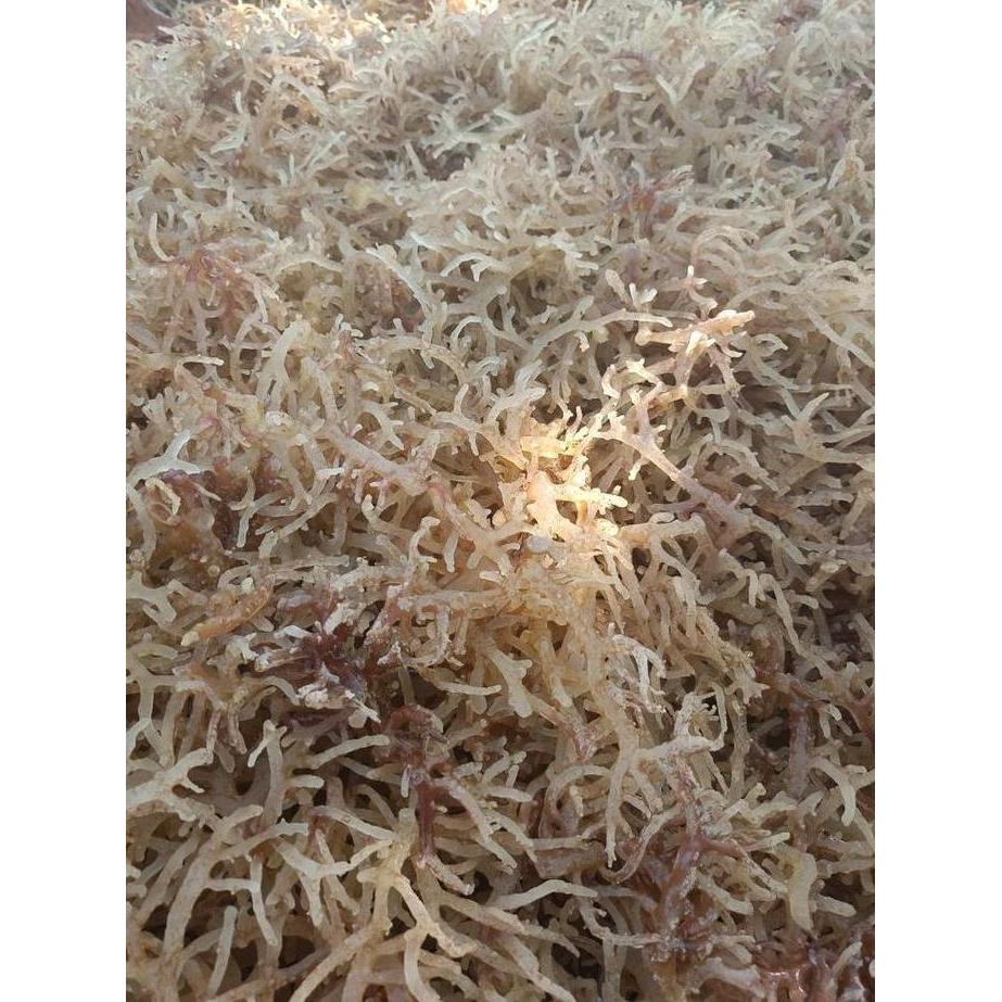 Dryfood- Rumput Laut Kering Putih 1 Kg Super 100% Rumput Laut