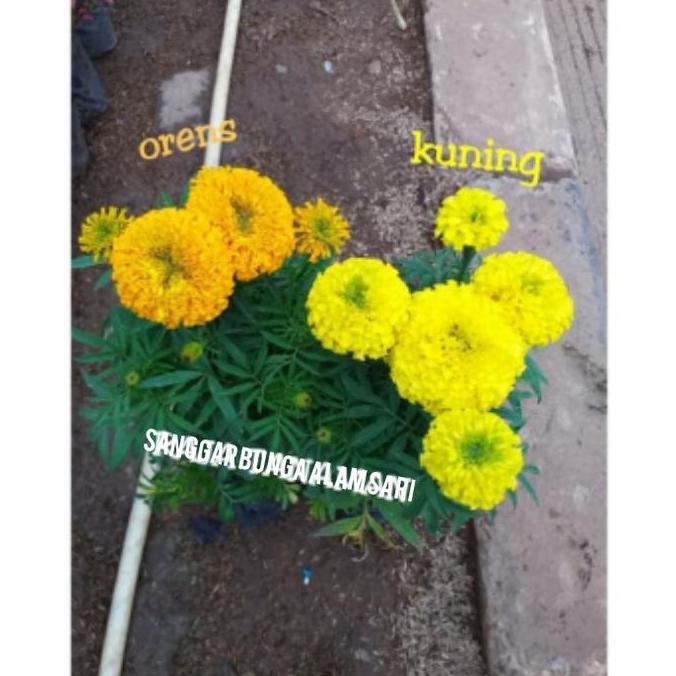 Giardino- Tanaman Hias Bunga Marigold + Pot