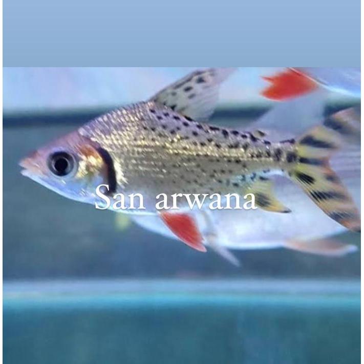 ikan rff red feifeng american rff