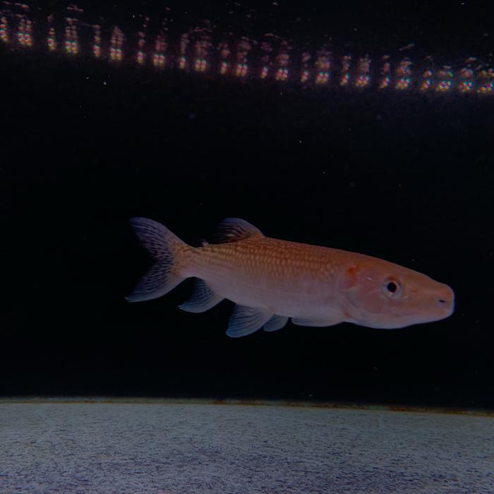 Hiasan Aquarium Odoe Pike