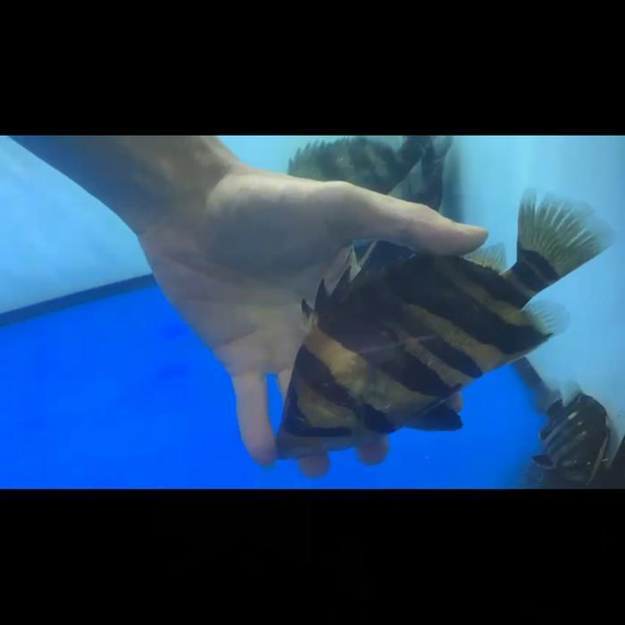 Hiasan Aquarium Datz Sum