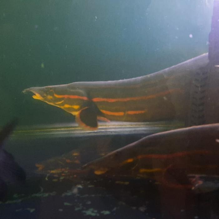 HIASAN AQUARIUM IKAN FIRE EEL MASTACEMBELUS SILI API BIG SIZE JUMBO