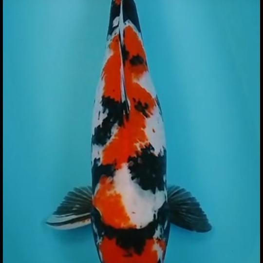 Pelet KAE 20kg Pakan Ikan Koi Berprotein Tinggi