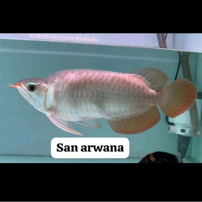 San Arwana Ikan Arwana Super Red king King Genetik Chili Merah Pekat Dayung Panjang Samurai Ekor Leb