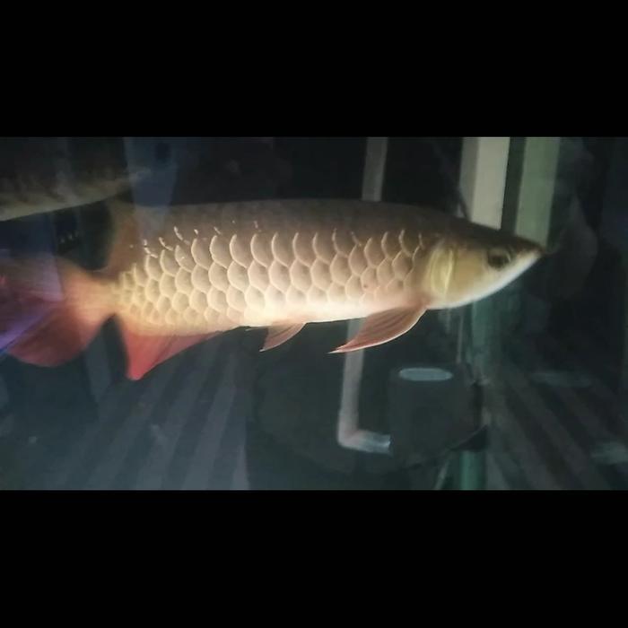 golden red arwana