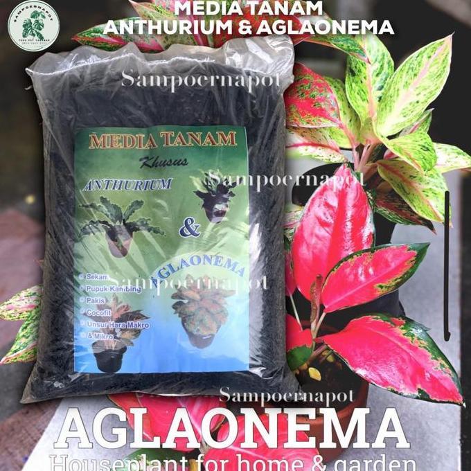 Parkz- Media Tanam Organik Khusus Anthurium Aglaonema Siap Pakai - Aglaonema