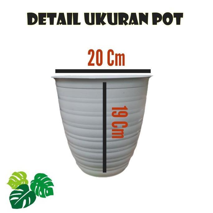 Parkz- Pot Tawon Tirus 20 Cm Paket Isi 6 Pot Hijau Putih