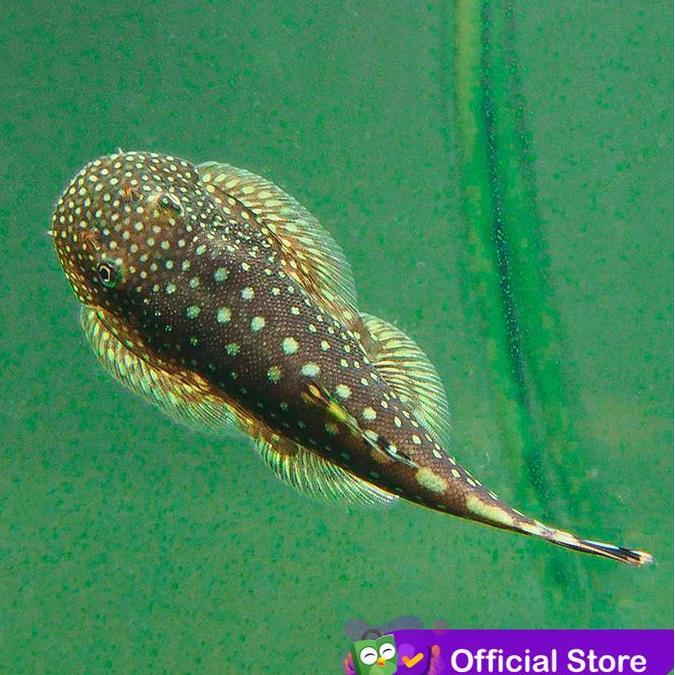 Qingjie- Ikan Sapu Sapu Borneo Sucker / Pembersih Aquarium / Algae Eater