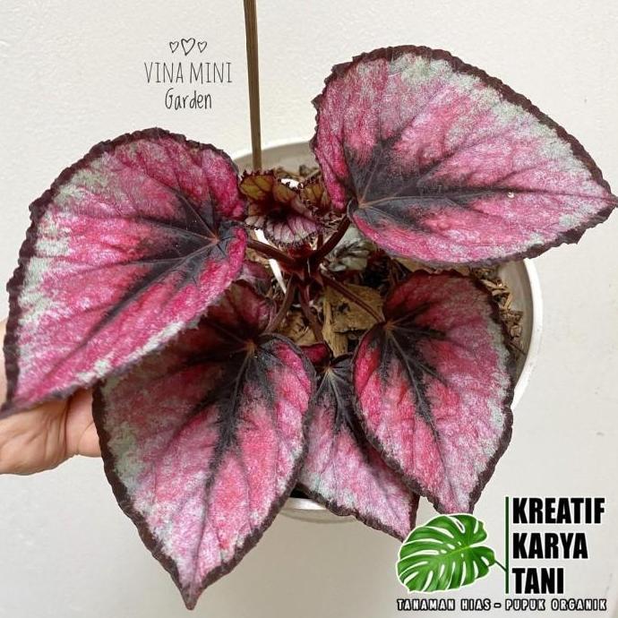 Fiore- Tanaman Hias Begonia Red Kiss - Begonia Red Kiss