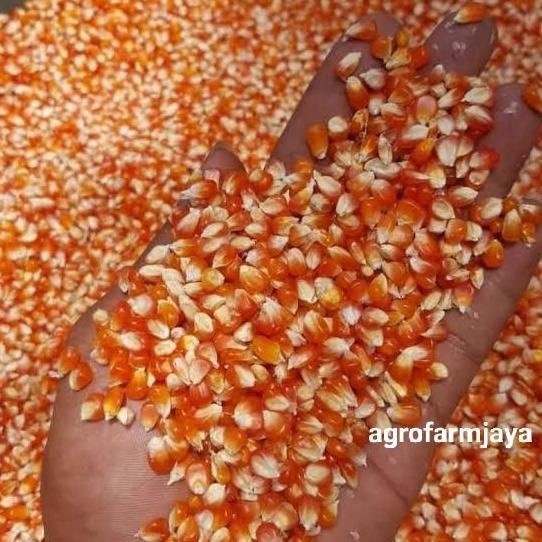 Dongmul- Jagung Kristal Pakan Merpati 1Kg