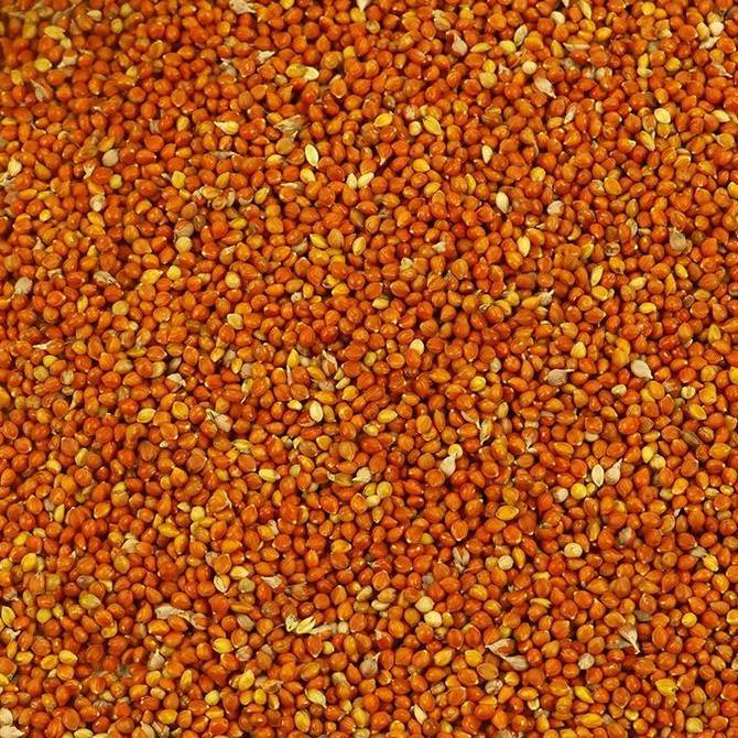 BIJI JAWAWUT / OTEK / JEWAWUT 1 KG