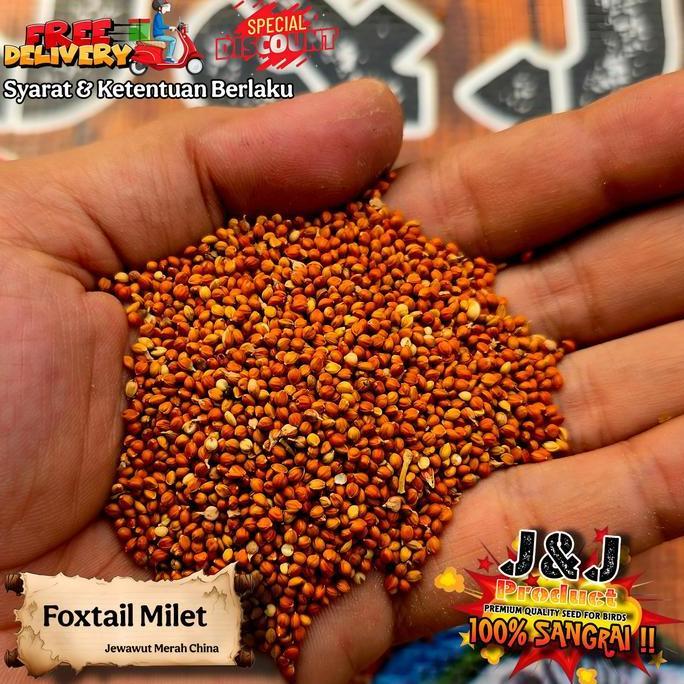 jewawut foxtaill milet pakan burung
