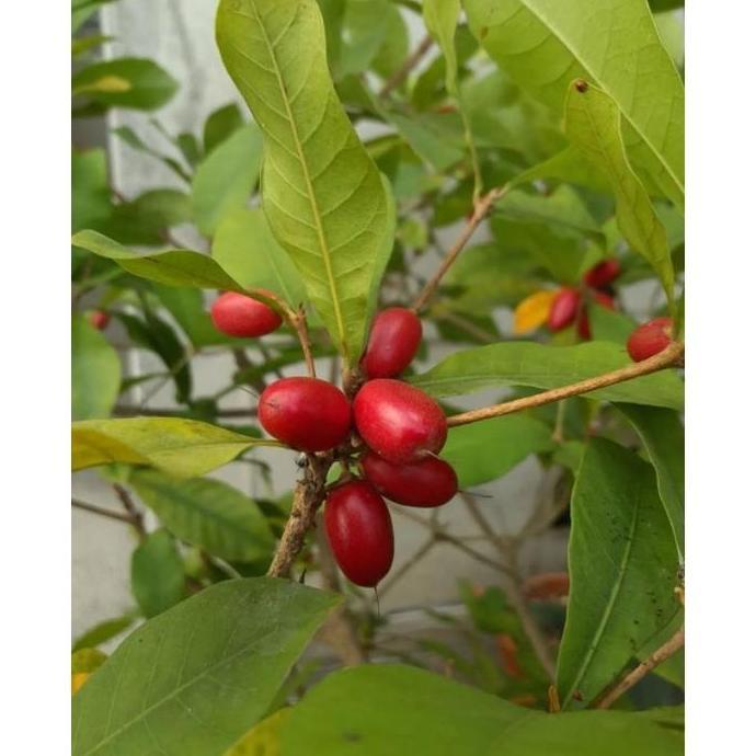 Bibit buah miracle fruit dijamin berbuah berbunga / buah perubah rasa