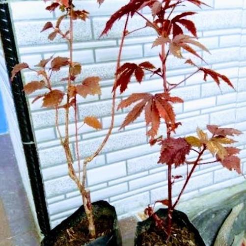 Bibit Tanaman bunga RED PANAMA TERJAMI