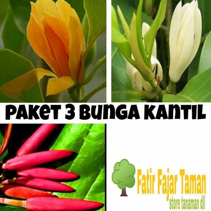 Termurah Paket 3 Tanaman Bunga Kantil Putih Merah Kuning / Bunga Cempaka -Bibit