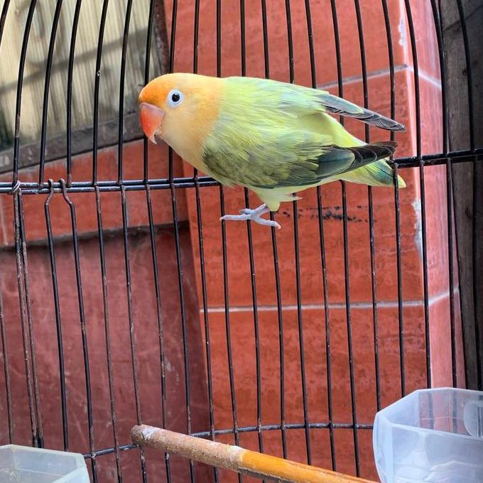 NEW BURUNG LOVEBIRD BIOLA PB EWING ORI