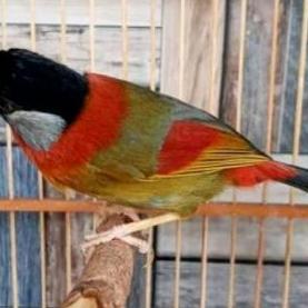 NEW BURUNG PANCAWARNA AVIARY ORI