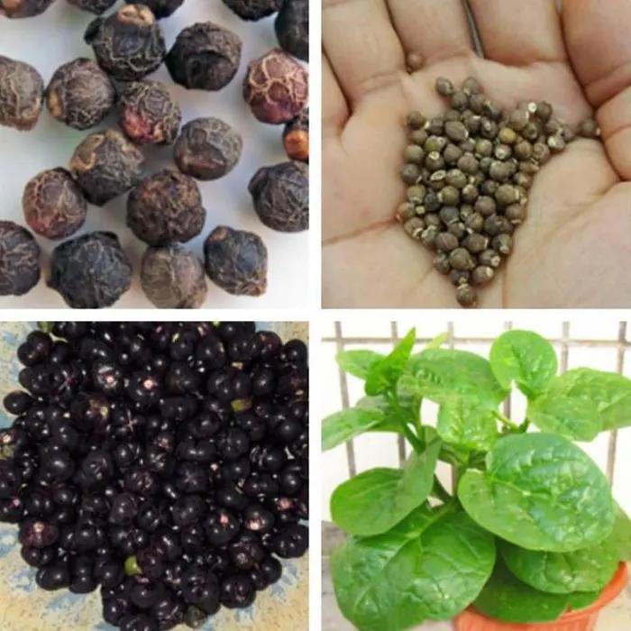 Bibitmu - 1 Pack Isi 50 Benih Sayur Tunas Emas Bayam Aneka Benih Bibit Biji Unggulan Sayur Dan Buah 