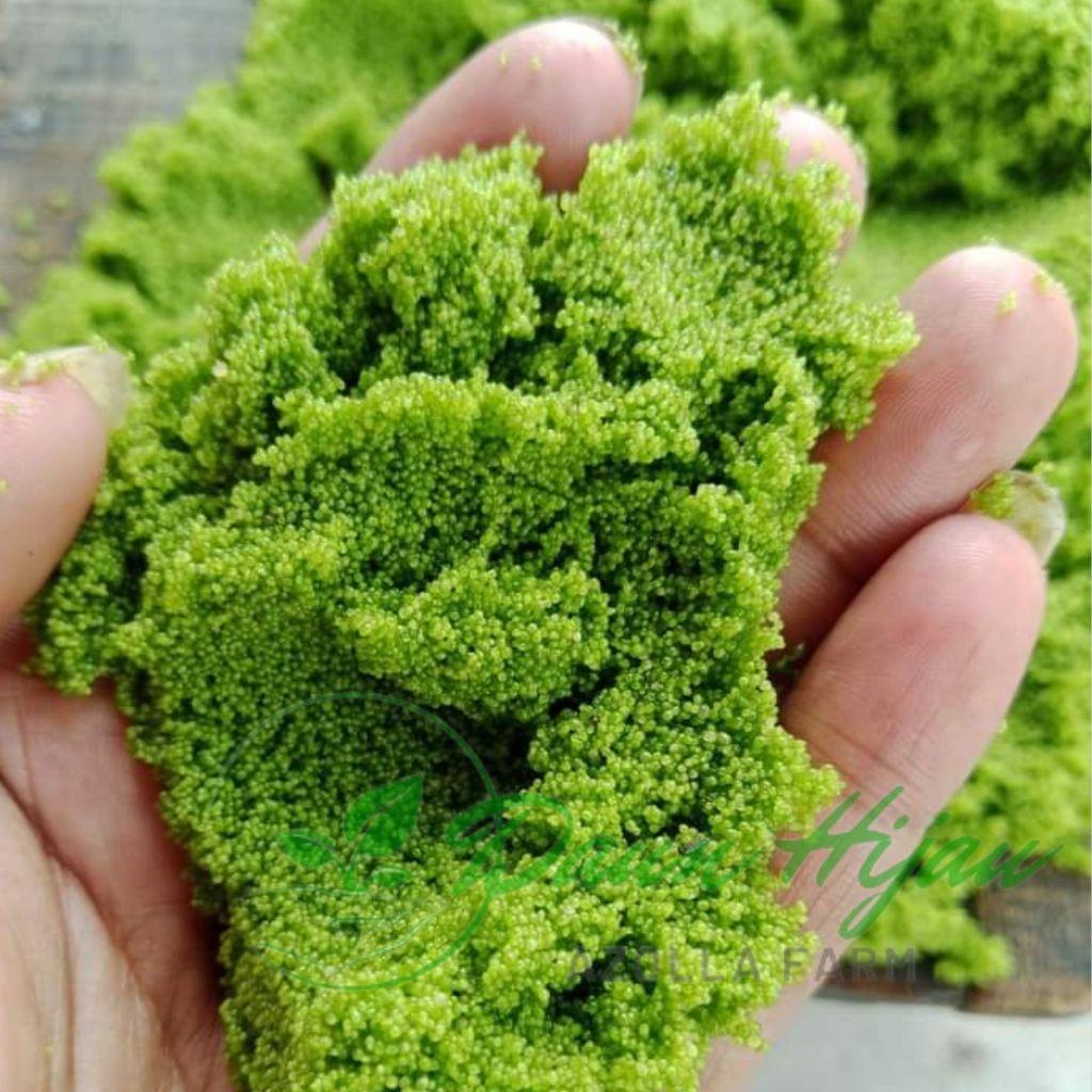 Bibit Wolffia Super 1Kg  Pakan Alternatif Murah & Kaya Nutrisi
