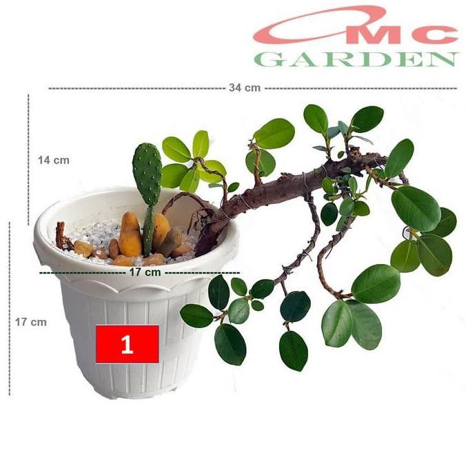 TANAMAN HIAS POHON BONSAI MAME BERINGIN KOREA DOLAR MINI KAKTUS BEST SELLER