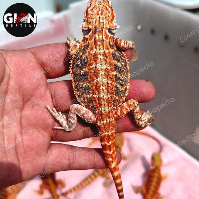 bearded dragon red hypo het trans 20 - 25cm