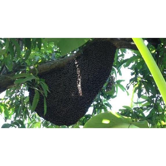 Drink- Madu Curah Hitam Pahit Gamat Propolis Curah Netto 1Kg