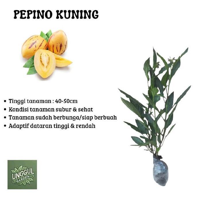 Bibit Tanaman Buah Pepino Kuning -Pepino Melon