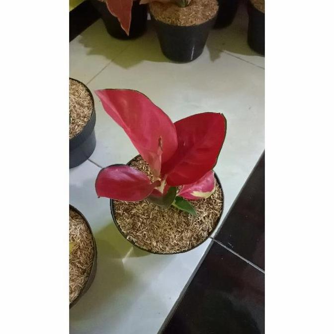 TANAMAN HIAS BUNGA AGLONEMA SUKSOM MERAPI TERLARIS|BEST QUALITY|BEST SELLER