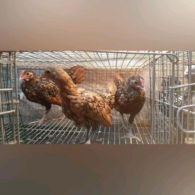 KEKINIAN ayam hias batik italy dan batik kanada KEKINIAN