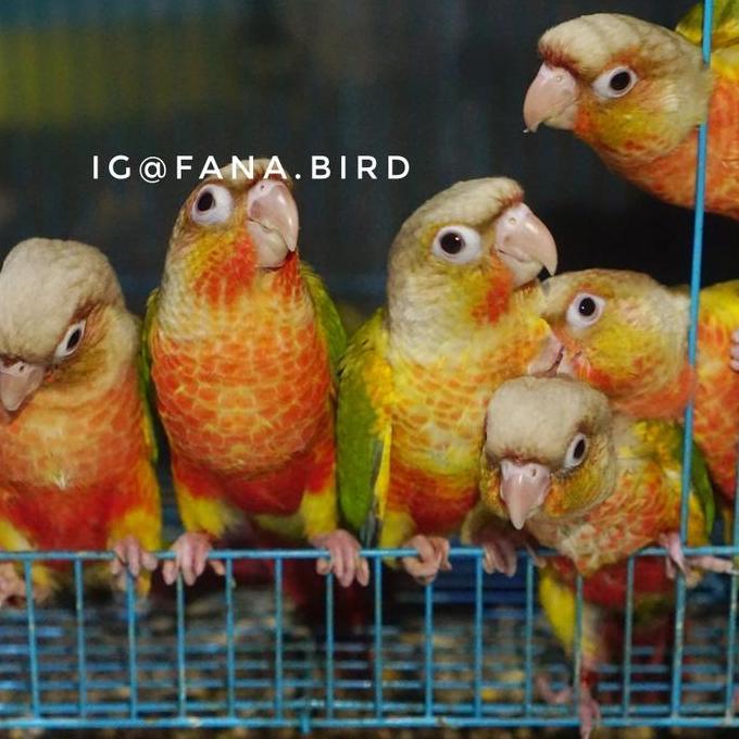 NEW PINEAPPLE CONURE PARROT RING FANA BIRD ORI