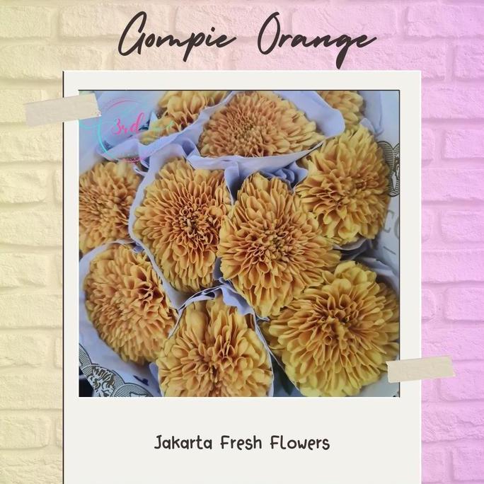 Bunga Gompie Segar (Bunga Potong Segar Jakarta)
