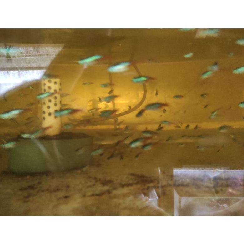 Hiasan akuarium neon tetra paket isi 10