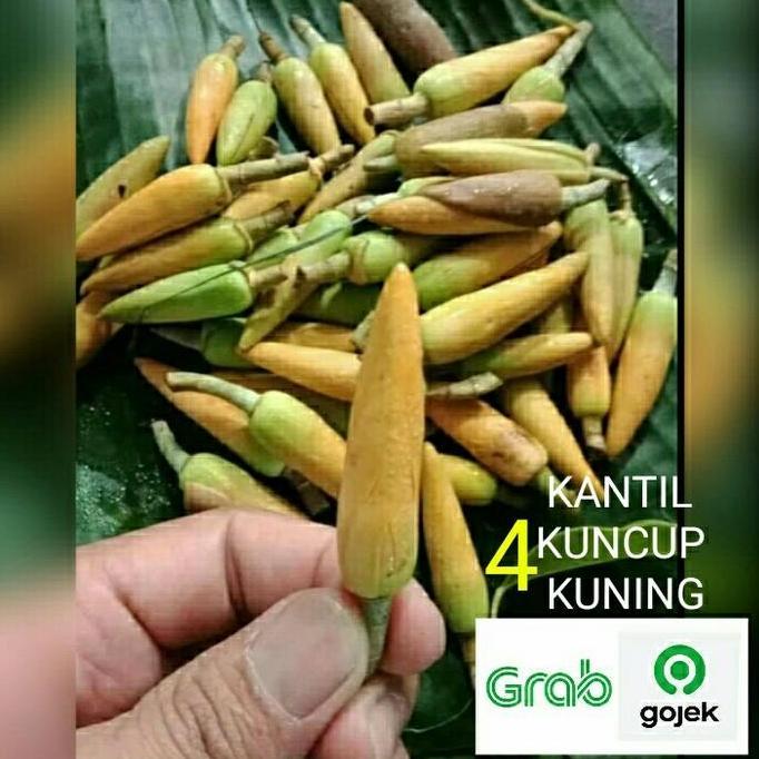 BUNGA KANTIL KUNCUP KUNING 4 PCS KEMBANG CEMPAKA SEGAR MURAH
