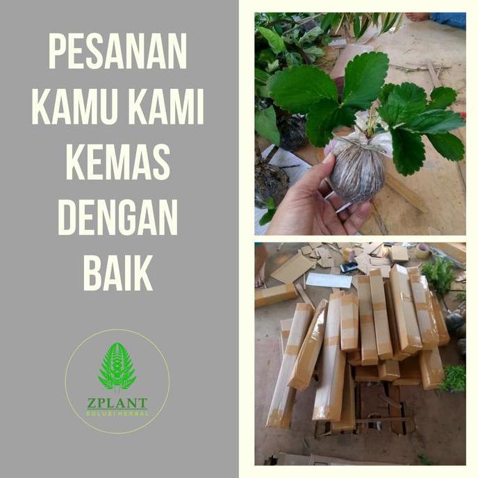 Pazx- Bibit Turi Merah Pohon Kembang Bunga Obat Herbal