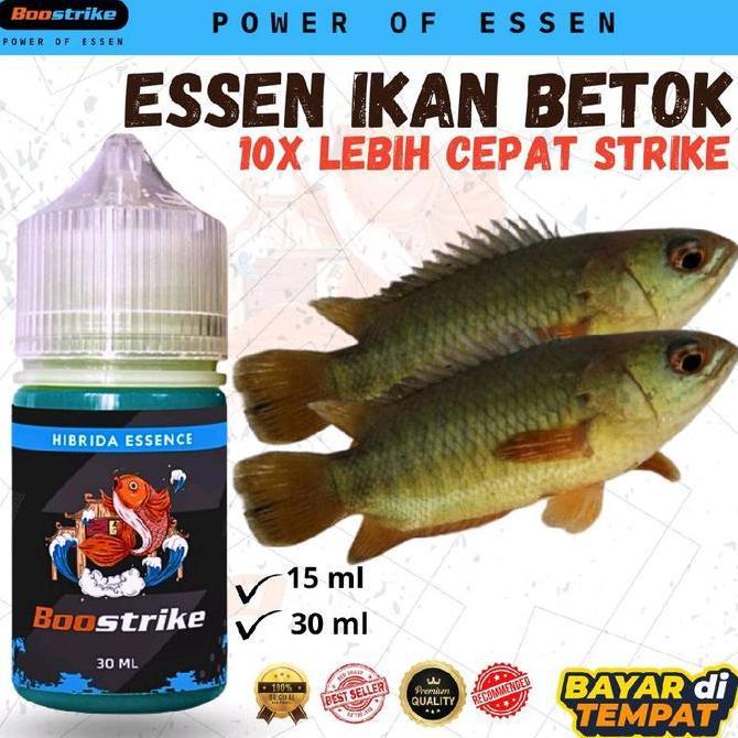 Essen Ikan Betok Paling Ampuh, Umpan Ikan Betok, Mancing Ikan Betok | Boostrike Pancing