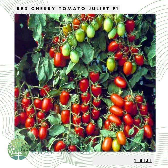 ready Benih Bibit Biji - Red Cherry Tomato Juliet F1 Tomat Mini Ceri Merah Hibrida Seeds - Tahan Ter