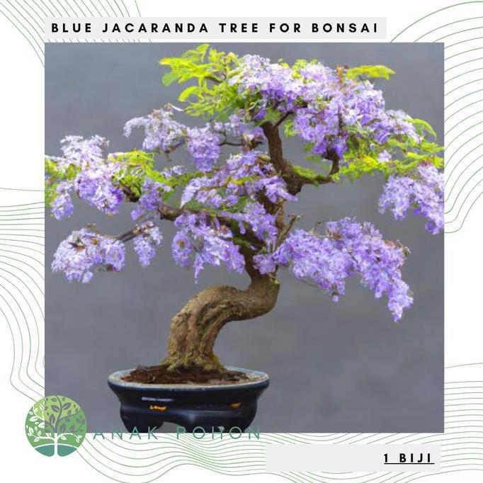 ready Benih / Bibit / Biji - Jacaranda Tree for Bonsai Seeds - IMPORT murah