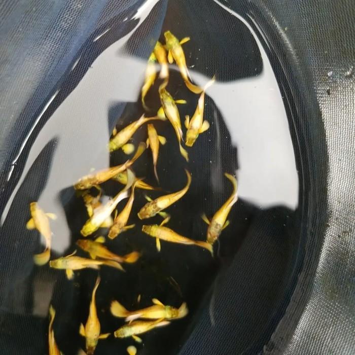 Ikan Hias Air Tawar Guppy Full Gold