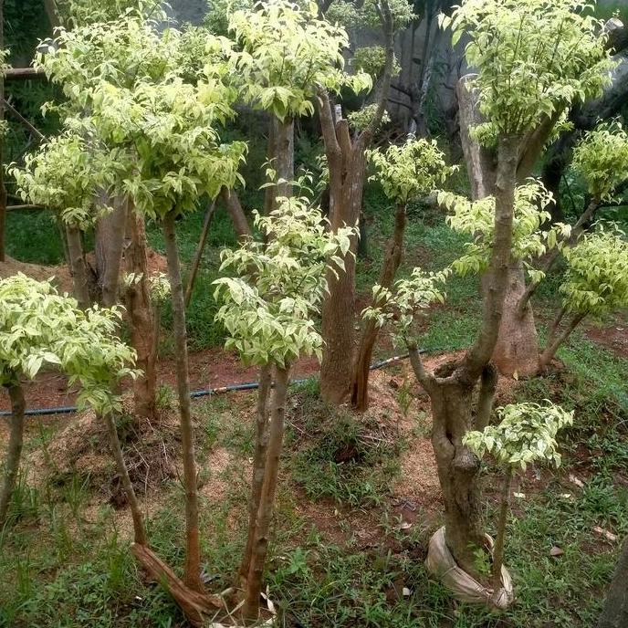 pohon bonsai anting putri