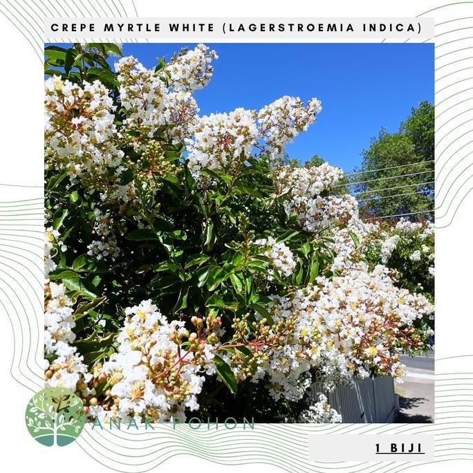 Benih Bibit Biji - Pohon Bunga White Crepe Myrtle Bungur Jepang Putih (Lagerstroemia indica) Crapemy