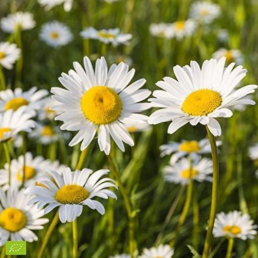 Benih Bibit Biji - Chrysanthemum Ox Eye Daisy Flower Seeds - IMPORT murah