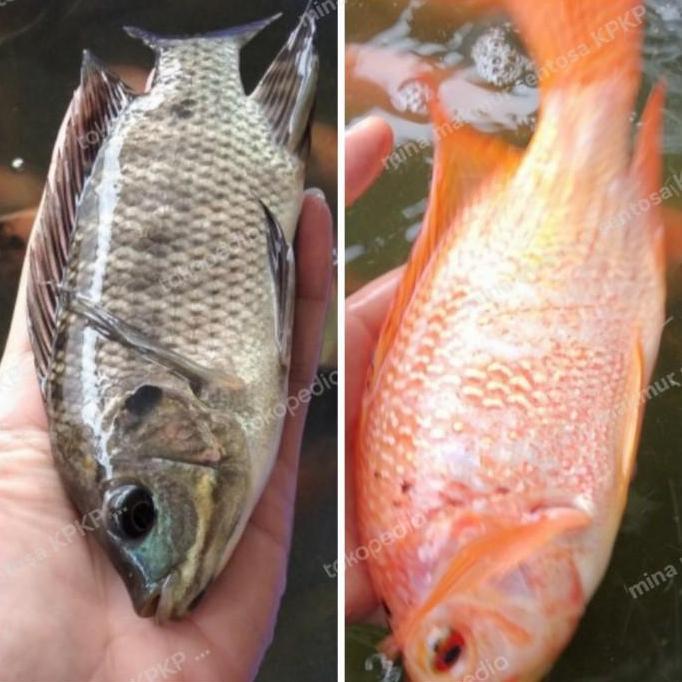 paket indukan ikan mujaer dan nila merah isi 4 ekor uk : 4-5 jari