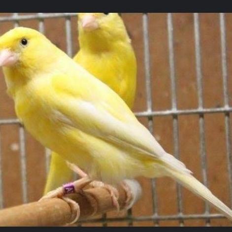 burung kenari loper betina siapan dewasa