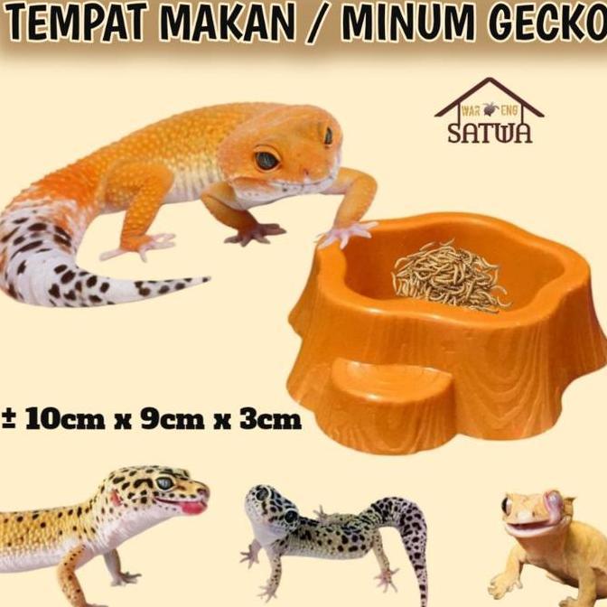 TEMPAT MAKAN / MINUM GECKO LEOPARD GEKO TANGERINE ENIGMA ECLIPSE SNOW SUNGLOW TOKEK KADAL ULAR HAMST