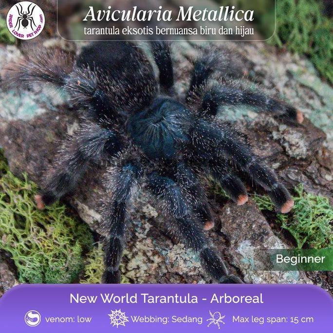 AVICULARIA METALLICA SLING TARANTULA